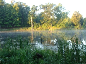 58 Acre Land Auction, Mt Pleasant, MI featured photo 1