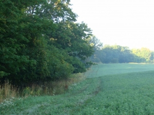 58 Acre Land Auction, Mt Pleasant, MI featured photo 4
