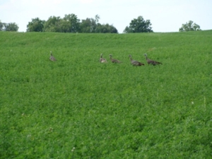 58 Acre Land Auction, Mt Pleasant, MI featured photo 12