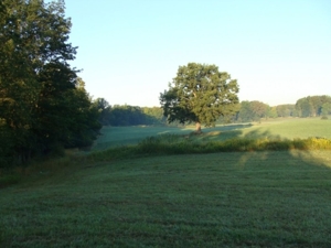 58 Acre Land Auction, Mt Pleasant, MI featured photo 17