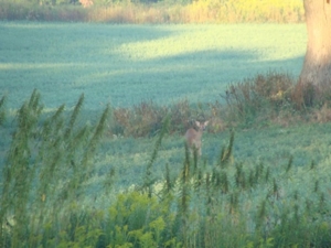 58 Acre Land Auction, Mt Pleasant, MI featured photo 18