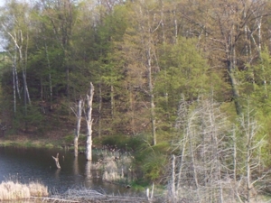 58 Acre Land Auction, Mt Pleasant, MI featured photo 25