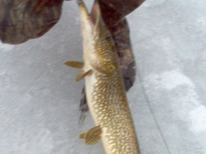 58 Acre Land Auction, Mt Pleasant, MI featured photo 53