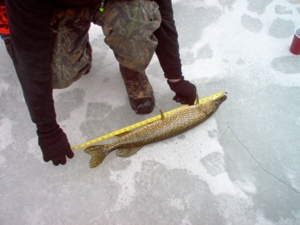 58 Acre Land Auction, Mt Pleasant, MI featured photo 52