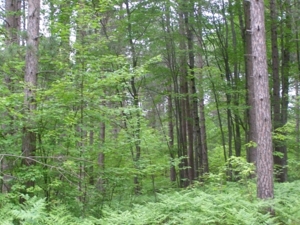 Vanderbilt Land Auction--160 Acres featured photo 3