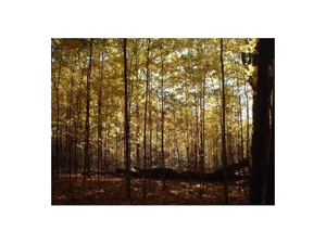 18419 Townline Rd  St Charles MI featured photo 2