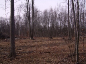 18419 Townline Rd  St Charles MI featured photo 7