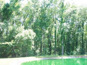 Absolute Living Waters International Church & Chattel Auction featured photo 39