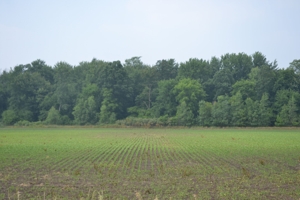 80A offered in 2 Tracts, Beard Rd, Shiawassee County featured photo 10