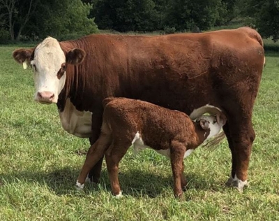 27th Annual Registered Polled Hereford Classic Sale featured photo 8