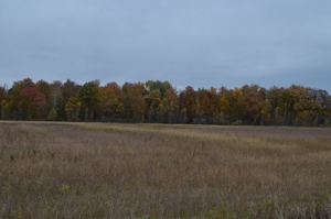 80A offered in 2 Tracts, Beard Rd, Shiawassee County featured photo 11