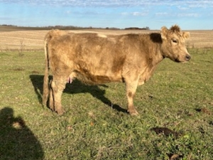 Holbrook Cattle Liquidation, Hastings featured photo 3